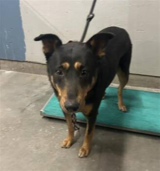 German Shepherd Dog and Mixed Breed Dogs Available for Adoption in Camarillo, California - LALA | PetCurious