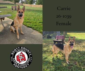 Carrie -  German Shepherd Dog Dog for Adoption in Georgetown, Kentucky - Carrie | PetCurious