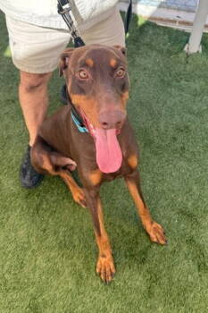 Rescue Doberman Pinscher Dogs for Adoption in Oakland Park, Florida - Hugo 3500 | PetCurious