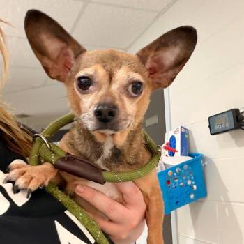 Bingo -  Chihuahua Dog Available for Adoption in Indianapolis, Indiana - Bingo | PetCurious