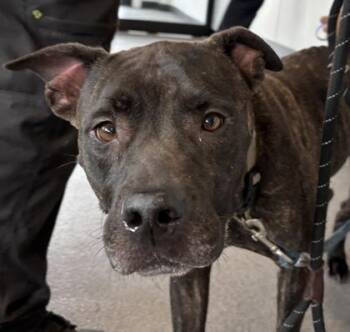 Mona Lisa -  Mixed Breed Dog for Adoption in West Chester, Pennsylvania - Mona Lisa | PetCurious