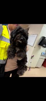 Lightning Bolt -  Poodle and Yorkshire Terrier Dog for Adoption in Nacogdoches, Texas - Lightning Bolt | PetCurious