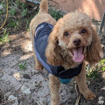 Miniature Poodle Dogs Available for Adoption in Fort Lauderdale, Florida - Ravi | PetCurious