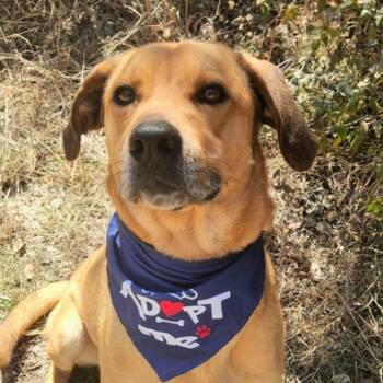 Rescue Yellow Labrador Retriever and Shepherd Dogs for Adoption in Austin, Texas - Richard JuM | PetCurious