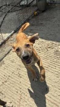 Socks -  Mixed Breed Dog for Adoption in Georgetown, South Carolina - Socks | PetCurious