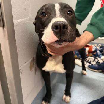 Mixed Breed Dogs Available for Adoption - Haven | PetCurious