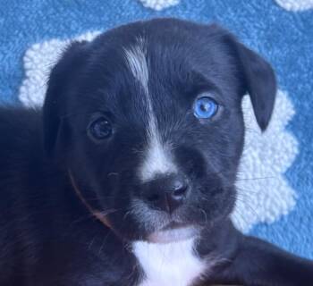 Black Labrador Retriever Dogs Available for Adoption in Andover, Massachusetts - Digit Skates ~ Local Cutie | PetCurious