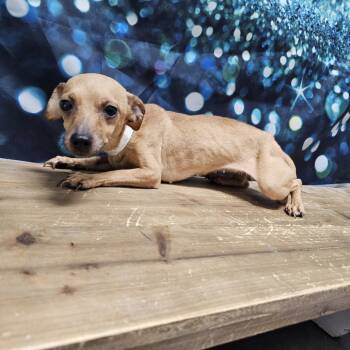 Rescue Chihuahua and Dachshund Dogs for Adoption in Normal, Illinois - Carly | PetCurious