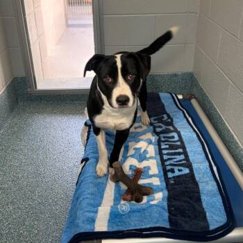 LENNY -  Mixed Breed Dog for Adoption in Greensboro, North Carolina - LENNY | PetCurious