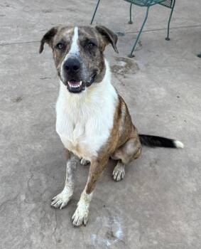 Catahoula Leopard Dog Dogs Available for Adoption - Chance | PetCurious