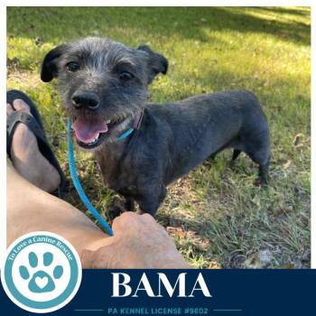 Bama 100326 -  Yorkshire Terrier and Shih Tzu Dog for Adoption in Kimberton, Pennsylvania - Bama 100326 | PetCurious