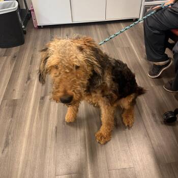 Titan -  Airedale Terrier Dog for Adoption in York, Pennsylvania - Titan | PetCurious
