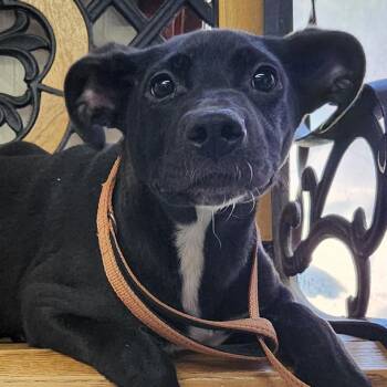 Rescue Mixed Breed Dogs for Adoption in Burbank, California - Valentina | PetCurious
