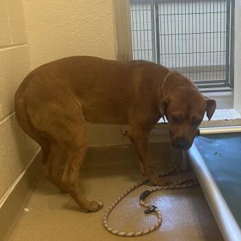 Cottonball -  Mixed Breed Dog for Adoption in Asheville, North Carolina - Cottonball | PetCurious