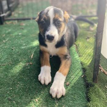 Putter -  Bernese Mountain Dog and Terrier Dog for Adoption in Escondido, California - Putter | PetCurious