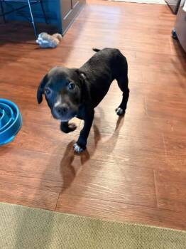 Pocus -  Labrador Retriever and Terrier Dog for Adoption in Berlin, New Jersey - Pocus | PetCurious