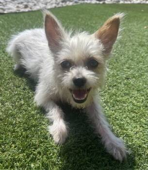 MISS DOE -  Cairn Terrier Dog for Adoption in Dallas, Texas - MISS DOE | PetCurious