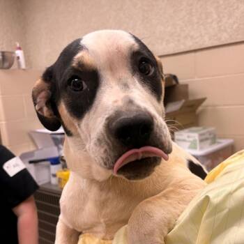 Jimmy -  Mixed Breed Dog for Adoption in Winston-salem, North Carolina - Jimmy | PetCurious