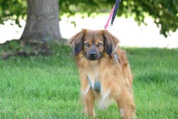 Wallace -  Spaniel and Pomeranian Dog for Adoption in Farmington, Minnesota - Wallace | PetCurious