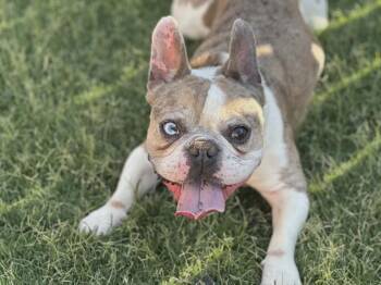 French Bulldog Dogs Available for Adoption in West Milwaukee, Wisconsin - Louie $550 | PetCurious