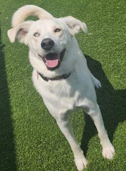 Clark -  Husky and Mixed Breed Dog for Adoption in Frankfort, Kentucky - Clark | PetCurious