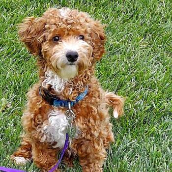 Miniature Poodle and Bichon Frise Dogs Available for Adoption in Phoenixville, Pennsylvania - Dutch | PetCurious