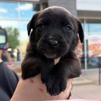 988 (2026) Strawberry Jam -  Rottweiler and Shepherd Dog for Adoption in Parker, Colorado - 988 (2026) Strawberry Jam | PetCurious