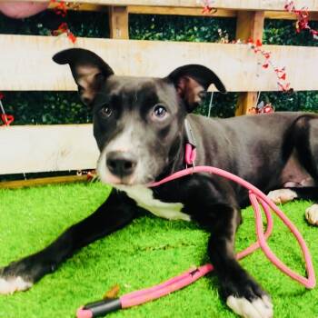 Rescue Mixed Breed Dogs for Adoption in Lake Jackson, Texas - Lil Cody | PetCurious