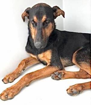 A657395 -  Doberman Pinscher and Mixed Breed Dog for Adoption in Houston, Texas - A657395 | PetCurious