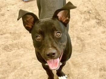 Ginger -  Mixed Breed Dog for Adoption in Georgetown, Texas - Ginger | PetCurious