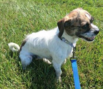Bongo -  Brussels Griffon and Jack Russell Terrier Dog for Adoption in Fremont, Ohio - Bongo | PetCurious