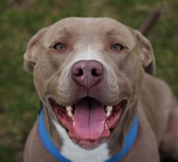 Rescue Mixed Breed Dogs for Adoption in Walla Walla, Washington - Ziggy | PetCurious