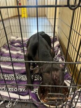 DALILAH -  Pit Bull Terrier and Mixed Breed Dog for Adoption in Texas City, Texas - DALILAH | PetCurious