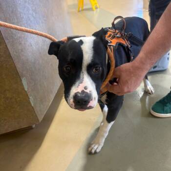 Rescue Mixed Breed Dogs for Adoption in Winston-salem, North Carolina - Turkey | PetCurious