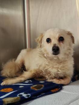 SASSY -  Chihuahua and Mixed Breed Dog for Adoption in Houston, Texas - SASSY | PetCurious