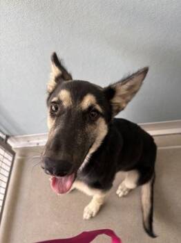Bronco Barbie -  German Shepherd Dog and Mixed Breed Dog for Adoption in Fresno, California - Bronco Barbie | PetCurious