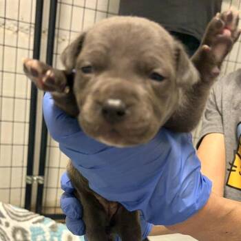 Truvy -  Pit Bull Terrier Dog for Adoption in Johnson City, Tennessee - Truvy | PetCurious