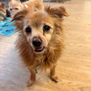 Pomeranian and Chihuahua Dogs Available for Adoption in San Francisco, California - Hi-C 14008 | PetCurious