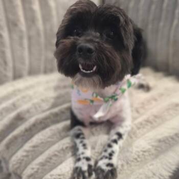 Tinny -  Schnauzer and Poodle Dog for Adoption in Helena, Alabama - Tinny | PetCurious