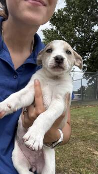 Mixed Breed Dogs Available for Adoption in Collierville, Tennessee - Cassie | PetCurious