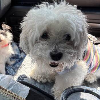 Ellie -  Bichon Frise and Shih Tzu Dog for Adoption in Tunkhannock, Pennsylvania - Ellie | PetCurious
