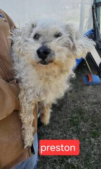 Poodle Dogs Available for Adoption - Preston | PetCurious