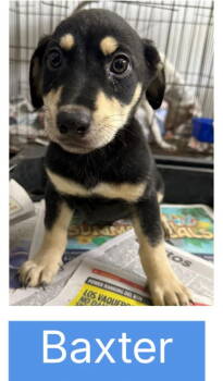 Rescue Doberman Pinscher and Dachshund Dogs for Adoption in Virginia Beach, Virginia - Baxter | PetCurious