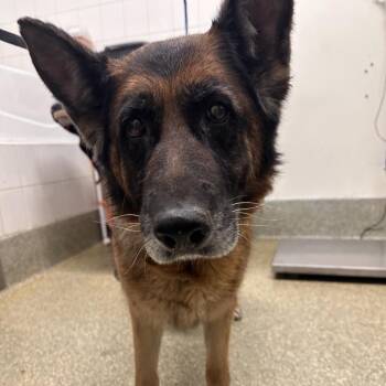 Gemma* -  German Shepherd Dog Dog for Adoption in San Gabriel, California - Gemma* | PetCurious