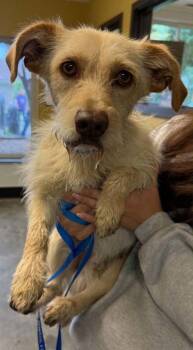 Terrier and Mixed Breed Dogs Available for Adoption in Bowling Green, Kentucky - Labo | PetCurious