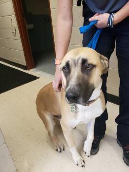 Mountain Cur Dogs Available for Adoption - Buck | PetCurious