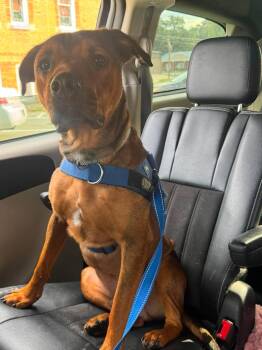 Milo -  Labrador Retriever and Pit Bull Terrier Dog for Adoption in Seward, Nebraska - Milo | PetCurious