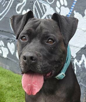 Theo -  Pit Bull Terrier Dog for Adoption in Newport, Tennessee - Theo | PetCurious