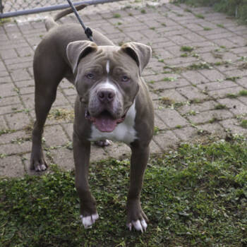 Rescue Pit Bull Terrier and Mixed Breed Dogs for Adoption in Madison, Wisconsin - Truffle | PetCurious