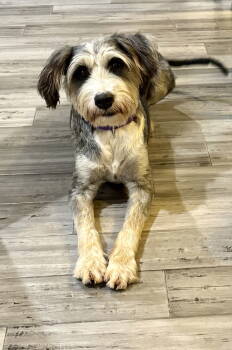 Rescue Schnauzer and Standard Poodle Dogs for Adoption in Elgin, Illinois - Jake | PetCurious